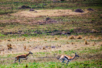 impala in the savannah