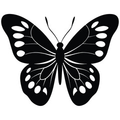Vector illustration of butterfly on white background. There are two versions, black shape and black and white. Butterflies silhouette. 