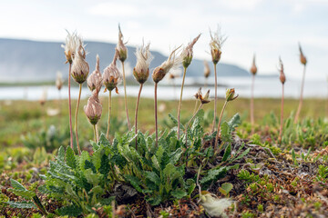 Mountain Avens at the shore of Arctic Ocean