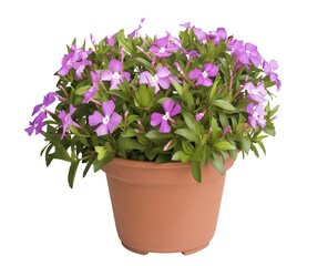 Flowers in a pot display vibrant blooms and lush foliage