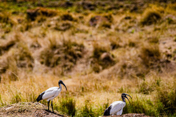black crowned crane