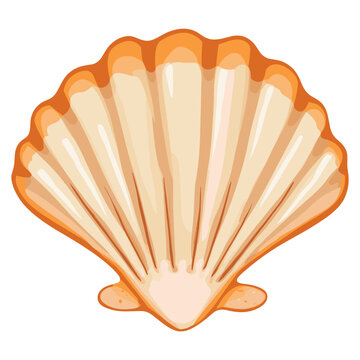 Scallop illustration seashell art vector