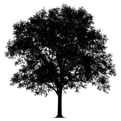 Fototapeta premium Maple tree outline silhouette white illustration vector