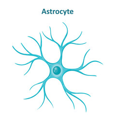 Astrocyte image, Neuroglia cell, Glial cell