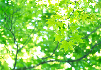 新緑のモミジ