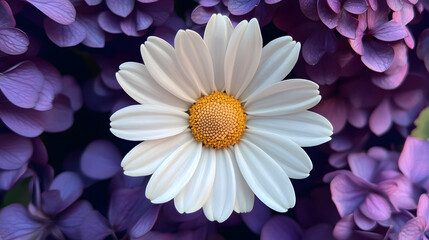 Fototapeta premium A daisy with white petals and a yellow center, nestled among purple flowers in the background 