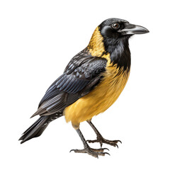 Naklejka premium Yellow-billed Cacique Bird on transparent background