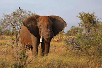 Fototapeta premium Afrikanischer Elefant / African elephant / Loxodonta africana..