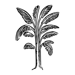 Banana tree art drawing sketch vector