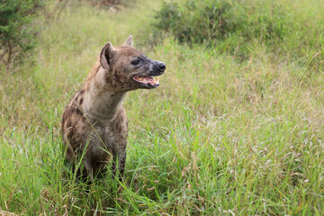 Tüpfelhyäne / Spotted hyaena / Crocuta crocuta..