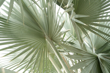 Tropical palm leaf texture, abstract nature background