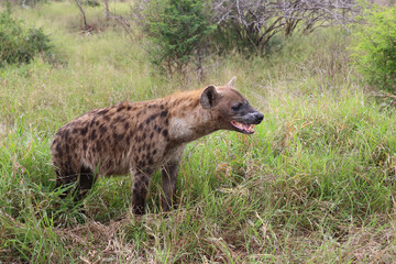 Tüpfelhyäne / Spotted hyaena / Crocuta crocuta..
