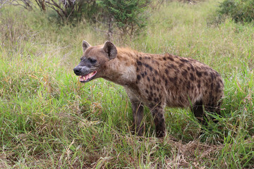 Tüpfelhyäne / Spotted hyaena / Crocuta crocuta..