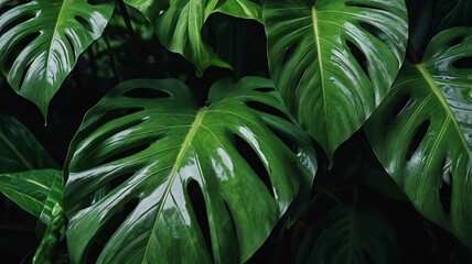 Obraz premium green leaves background