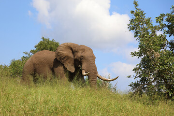 Afrikanischer Elefant / African elephant / Loxodonta africana....