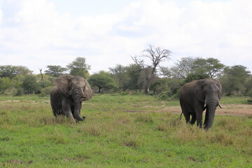 Obraz premium Afrikanischer Elefant im Schlamm / African elephant in the mud / Loxodonta africana