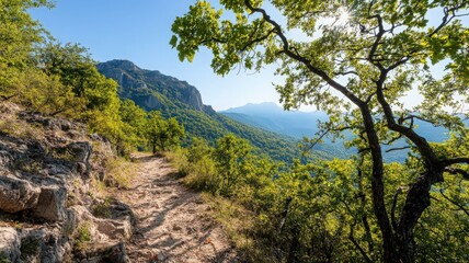 Fototapeta premium Lush Mountain Trail with Sunlight Through Green Trees and Clear Blue Sky Natural Scenery