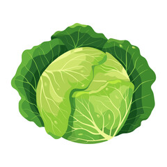 Fototapeta premium One cabbage vector illustration vegetable produce vector