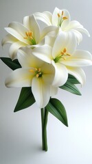 Fototapeta premium Easter Lilies on a white background