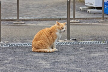 Fototapeta premium 野良猫