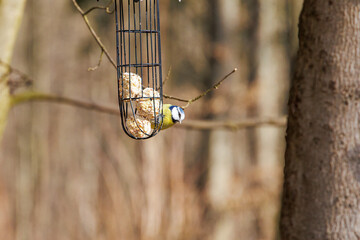 Blue tit feeding on suet balls in Siebenbrunn, Augsburg, Germany – February 21, 2025..