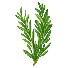 Fototapeta premium Culinary rosemary herbs leaf illustration herbal design vector