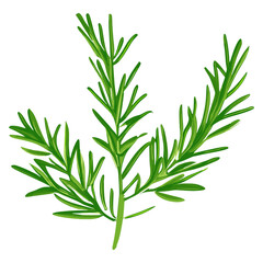 Fototapeta premium Culinary rosemary herbs leaf illustration herbal plant vector