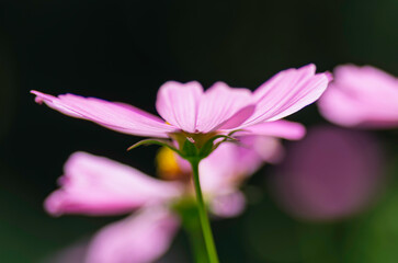 Fototapeta premium 可憐なコスモス