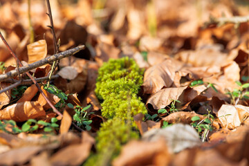Moss among fallen leaves in Siebenbrunn, Augsburg, Germany – February 21, 2025..