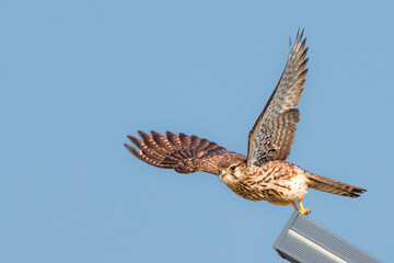 peregrine falcon in flight