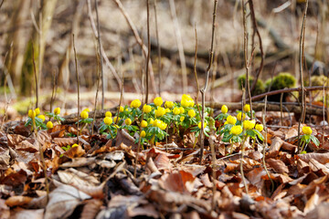 Winter aconites blooming in Siebenbrunn, Augsburg, Germany – February 21, 2025