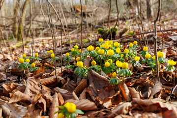 Winter aconites blooming in Siebenbrunn, Augsburg, Germany – February 21, 2025