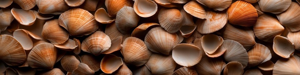 Seashells in warm, earthy tones create a textured background.