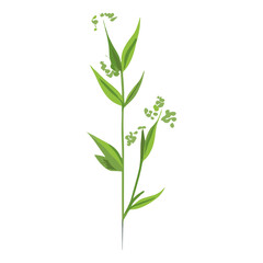 Obraz premium Flat vector of wild grass leaf illustration plant vector