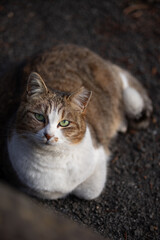 ベンチの下からこっちを見上げるキジトラ柄とぶち猫柄の野良猫