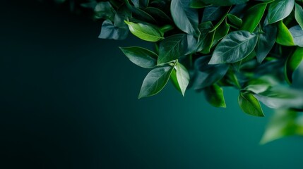 Obraz premium Lush green leaves against a dark background. Nature's vibrant hues.