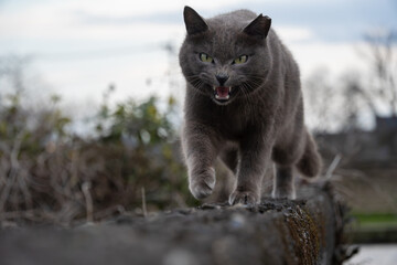 ブロック塀の上をこっちに向かって歩いてくるゴジラみたいな顔をしたグレーの毛並みの野良猫