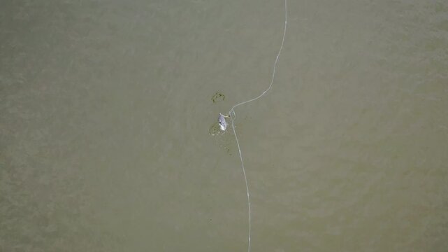 Aerial wiev. Drone video. Water bird, crested grebe, with its legs entangled in a fishing net in the Baltic Sea. Conflict between nature conservation and economic activity. 