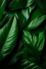 Fototapeta premium Dark green tropical leaves create a lush, vibrant texture.