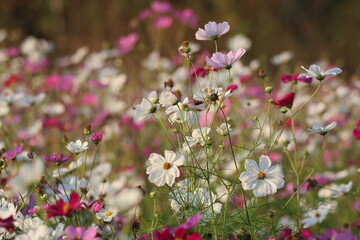 colorful white and pink flower