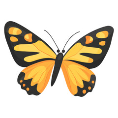 Butterfly illustration insect art vector