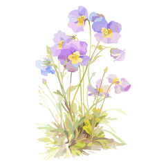 Obraz premium Primrose art illustration watercolor vector