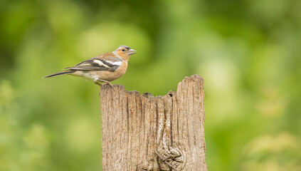 The Common chaffinch  fringilla coelebs,on its perch