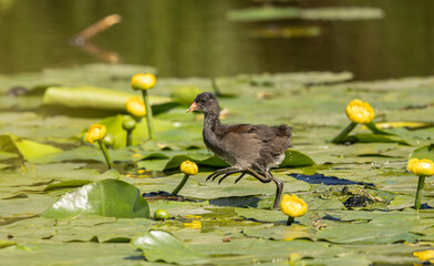 A little moorhen chick walks on the leaves of water lilies. Common moorhen chick, Gallinula chloropus, water or swamp chicken.