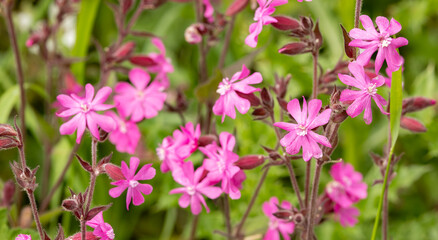 Fototapeta premium Close up of red campion silene dioica flowers in bloom