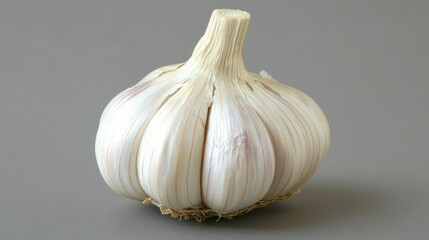 Single fresh garlic bulb on gray background