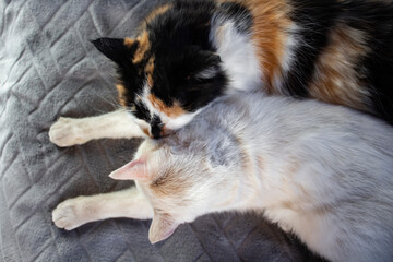 Obraz premium Cats licking washing each other 