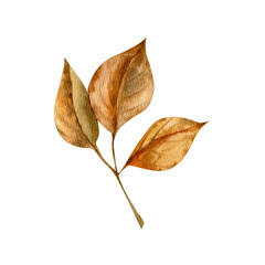 Autumn orange leaves watercolor clipart. Hand drawn linden died leaves on branch clipart for thanksgiving, September festive design. Interior poster, card, scrapbooking