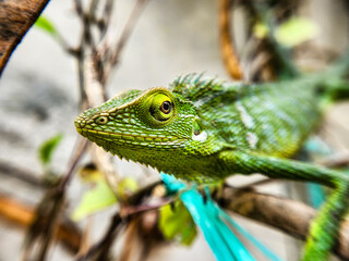 Bronchocela cristatella. Green crested chameleon