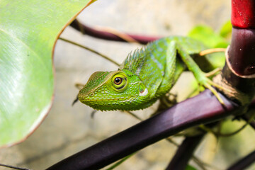 Bronchocela cristatella. Green crested chameleon